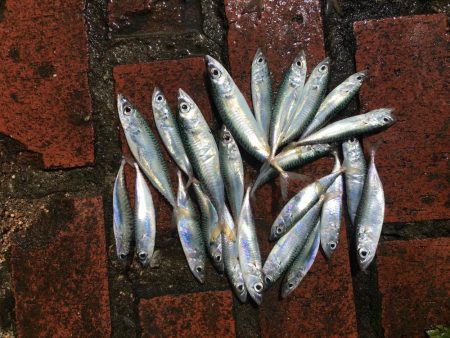 コアジ35匹、コサバ23匹