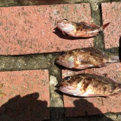 アジ5匹、ガシラ3匹