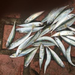 アジ3匹、コサバ26匹