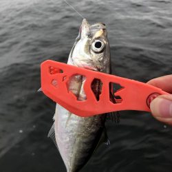 早朝アジングin大阪舞洲2