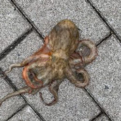 コスモのタコ　渋いけど　10杯