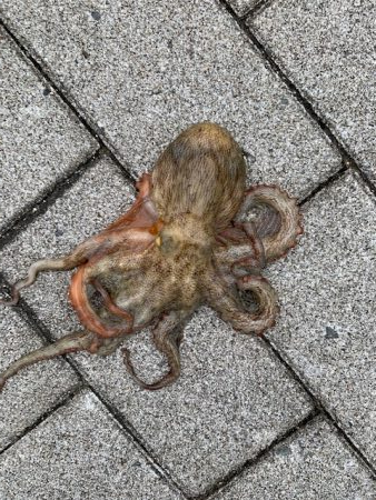 コスモのタコ　渋いけど　10杯