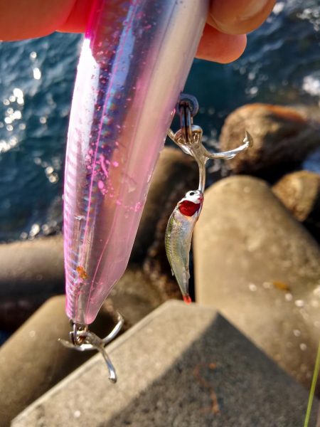 ショアジギで三目釣り