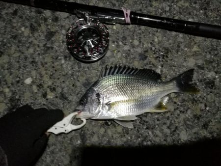 (2020/07/2 南港ヘチ釣り 真チヌ 41cm、キビレチヌ 42cm 釣果有り)