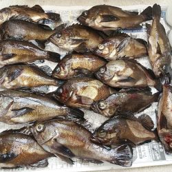 20upメバル入れ食い