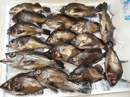 20upメバル入れ食い