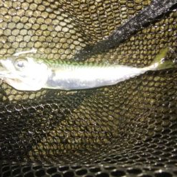 梅雨間アジング