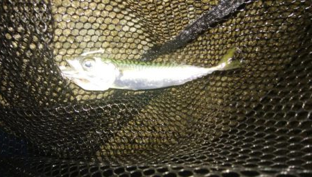 梅雨間アジング