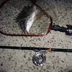 (2020/07/5 南港ヘチ釣り キビレチヌ 41cm、40cm~ 真チヌ 釣果有り)