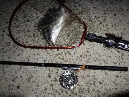 (2020/07/5 南港ヘチ釣り キビレチヌ 41cm、40cm~ 真チヌ 釣果有り)