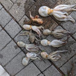 まだまだ一口サイズ