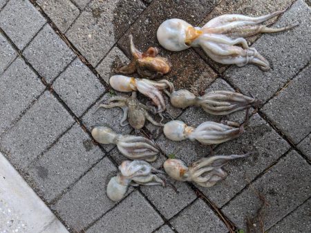 まだまだ一口サイズ