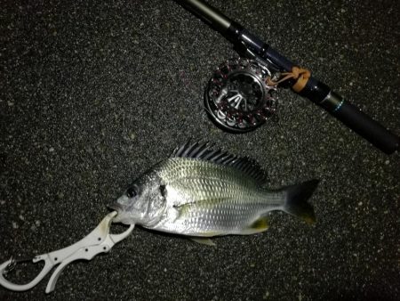 （2020/07/6 南港ヘチ釣り　 真チヌ:47.5cm、キビレチヌ 45.5cm、40cm~ 釣果有り）