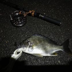 (2020/07/8 南港ヘチ釣り 真チヌ:46cm、キビレチヌ 39cm、35cm~ 釣果有り)