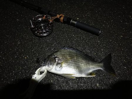 (2020/07/8 南港ヘチ釣り 真チヌ:46cm、キビレチヌ 39cm、35cm~ 釣果有り)