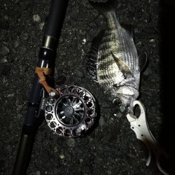 (2020/07/12 南港ヘチ釣り キビレチヌ 41cm、32㎝~ 真チヌ 釣果有り)