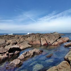 梅雨チヌ・・・