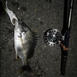 (2020/07/17 南港ヘチ釣り キビレチヌ 38cm、33㎝~ 釣果有り)