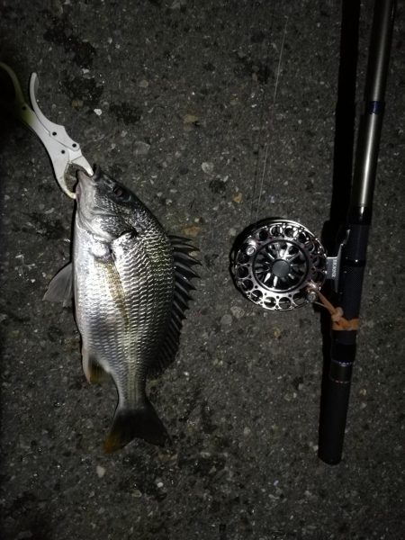 (2020/07/17 南港ヘチ釣り キビレチヌ 38cm、33㎝~ 釣果有り)