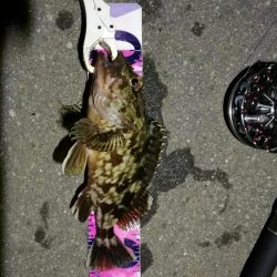 （2020/07/19 南港ヘチ釣り　 真チヌ 48.5㎝キビレチヌ 35.5cm、ガシラ：22㎝ 釣果有り）