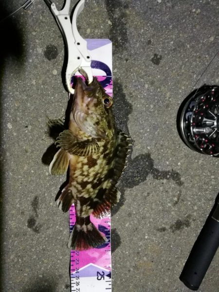 （2020/07/19 南港ヘチ釣り　 真チヌ 48.5㎝キビレチヌ 35.5cm、ガシラ：22㎝ 釣果有り）