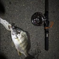 (2020/07/21 南港ヘチ釣り 真チヌ 48.5㎝ キビレチヌ 37.5cm 釣果有り)