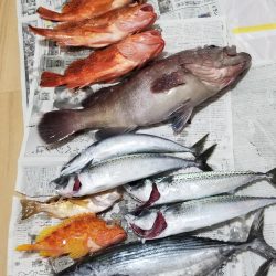 マリンホロボ周辺ジギング