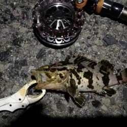 （2020/07/23 南港ヘチ釣り　 キビレチヌ 45cm、ガシラ、タケノコメバル 釣果有り）