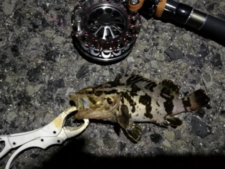 （2020/07/23 南港ヘチ釣り　 キビレチヌ 45cm、ガシラ、タケノコメバル 釣果有り）