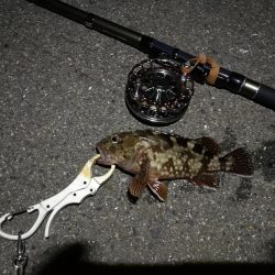 (2020/07/24 南港ヘチ釣り キビレチヌ 46.5cm、ガシラ、 釣果有り)