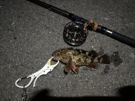 (2020/07/24 南港ヘチ釣り キビレチヌ 46.5cm、ガシラ、 釣果有り)