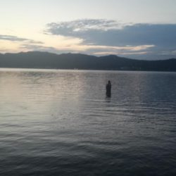 照りゴチを求めて!!