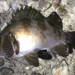 梅雨メバルいました♪