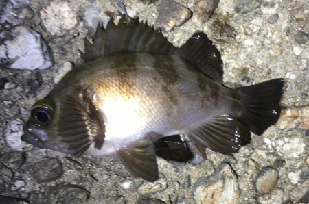 梅雨メバルいました♪
