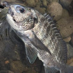 初投稿!長崎県大村市 トップウォータールアーゲーム