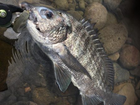 初投稿!長崎県大村市 トップウォータールアーゲーム