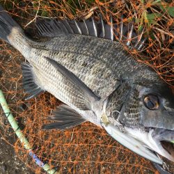 チニングゲーム