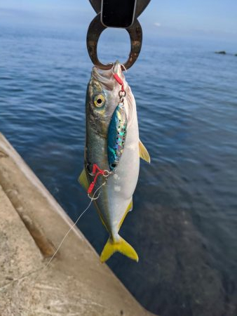 相変わらずのチビ