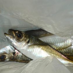 やっと・こましなタコ