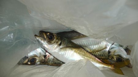 やっと・こましなタコ