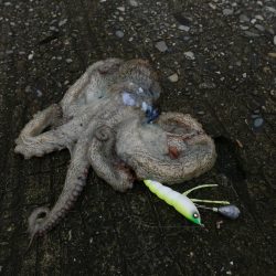 大阪湾でタコ釣り好調!650gクラス含む7杯!