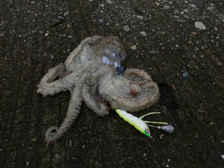 大阪湾でタコ釣り好調!650gクラス含む7杯!