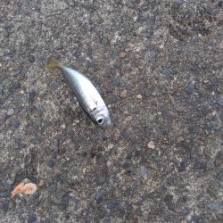 ライトゲームとエビ