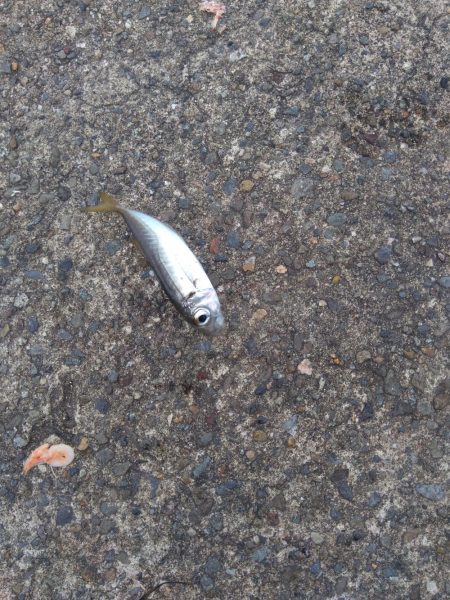 ライトゲームとエビ