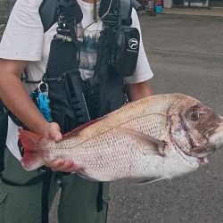 大雨濁りの中サゴシと同行者さんに大型マダイ!(@_@)