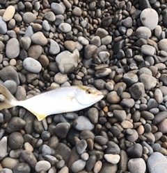 夏イカエギングでアオリイカとショアジギングでツバス・シオ大漁