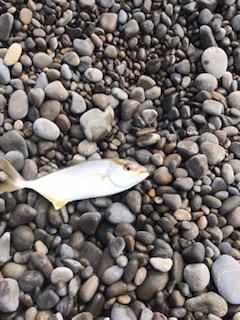 夏イカエギングでアオリイカとショアジギングでツバス・シオ大漁