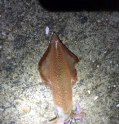 和歌山中紀夏イカエギングでアオリイカ