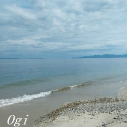 サビキで良型アジ2桁!