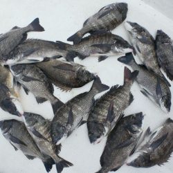 TOPGUN名古屋 釣果